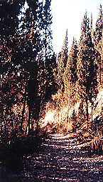 strada bosco